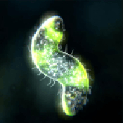 孢子进化单机版