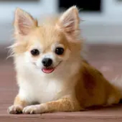 吉娃娃模拟器Chihuahua Dog Simulator